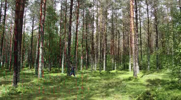 Grön skog i solljus