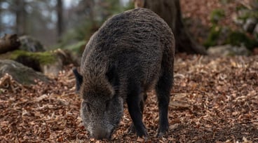 Vildsvin i skogen