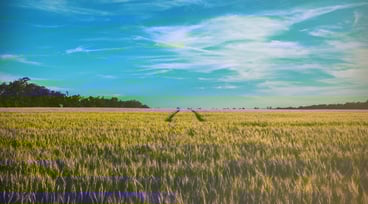 Vy över ett fält och blå himmel