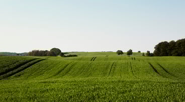 Grönt fält och blå himmel