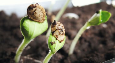 Små gröna plantor växer upp ur jorden