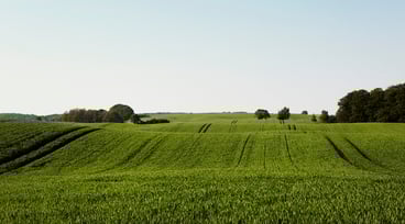 Grönt fält och blå himmel