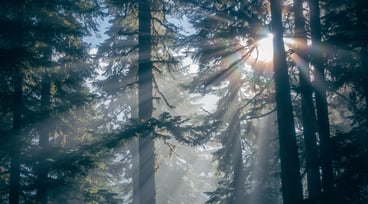 Solen lyser in i en tät granskog