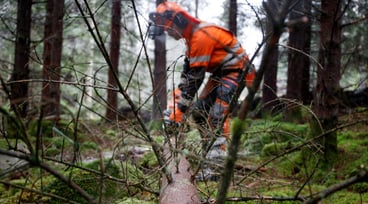 Man i varselkläder sågar i ett fällt träd
