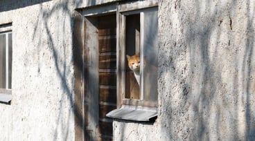 Katt tittar ut genom fönster