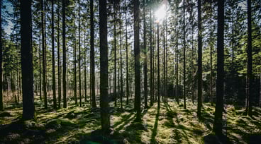 Vy över skog, solen syns mellan trädtopparna