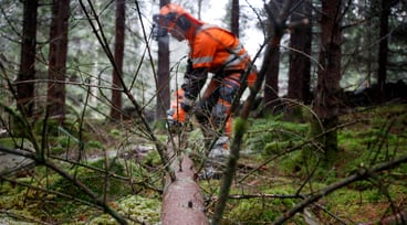 En skogsarbetare sågar i ett nedfällt träd