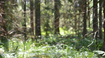 Närbild på barrskog i sol