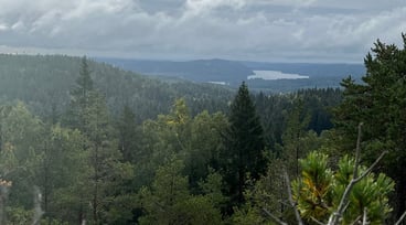 Trädtoppar i kuperad skog