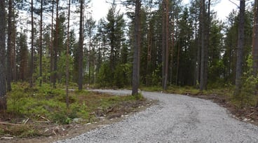 Bilväg genom skog
