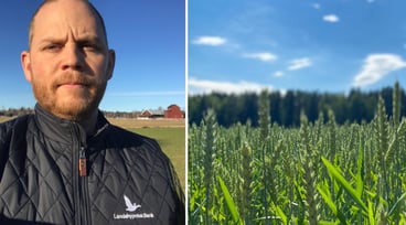 Tvådelad bild med porträtt av Aron Westlin till vänster och närbild på ett vetefält till höger.