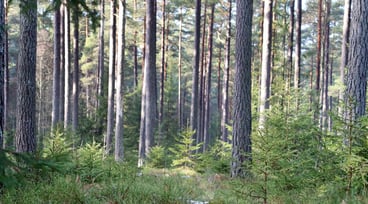 Blandning av äldre och yngre barrträd i skog