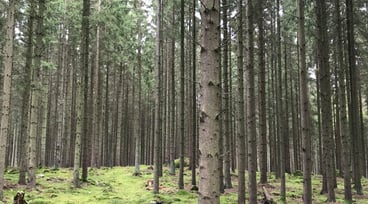 Storskog