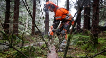 Man i orangea kläder sågar i fällt träd i skogen