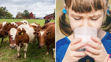 Flicka dricker mjölk ur ett glas