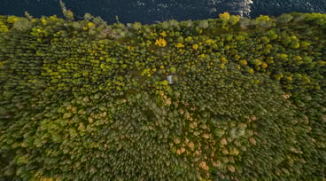 An aerial view of a forest with a lake in the middle