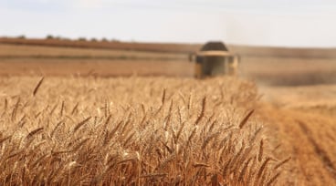 A field of wheat