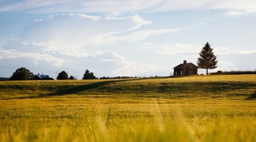 Gul åker med rött hus i horisonten