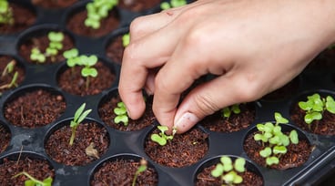 Hand gräver i jorden intill små nyutslagna plantor.
