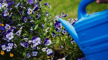 Blå vattenkanna vattnar blommor utomhus