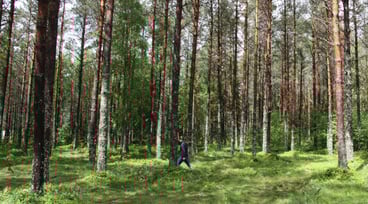 Person promenerar i grön skog