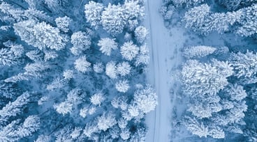 Skog  i vinterskrud