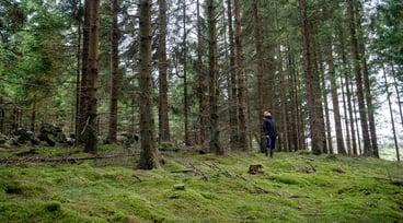Barrskog