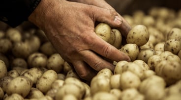 Händer som plockar upp potatis ur ett hav av skördad potatis