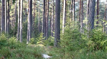 Äldre och yngre barrträd i skog