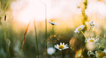 Blommor och gräs