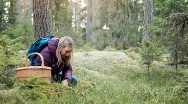 Kvinna plockar svamp i skogen