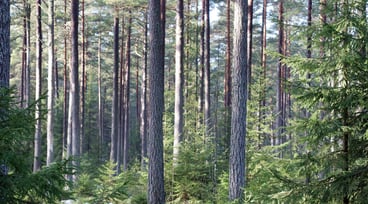 Trädstammar i skog