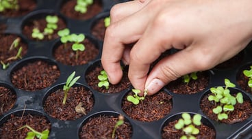 Hand som rör vid nysådda växter i plantbrätte