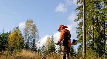 Röjning i skogen