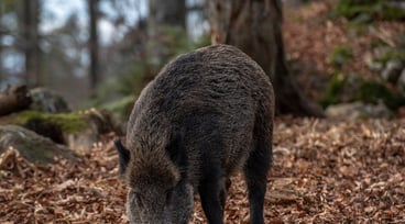 Vildsvin i skogen