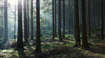 Träd i skogen