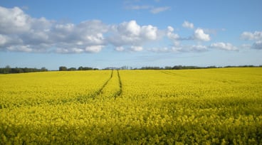 Blommande rapsfalt med ett par traktorspår bort åt, blå himmmel med en del moln