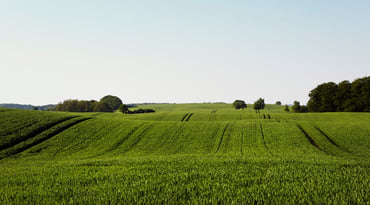 Grönt fält och blå himmel