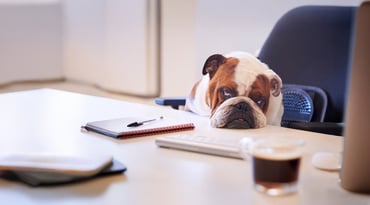 Trött hund vilar nosen på ett skrivbord