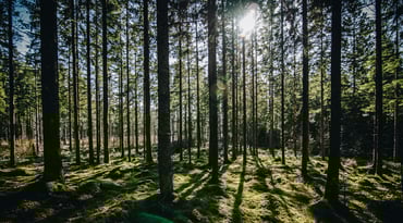 Sol lyser genom träden i skog
