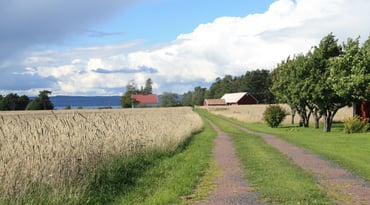 Grusväg invid sädesfält med gårdsbyggnader i fronten