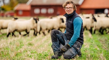 Man står på knä med får och röda hus i bakgrunden