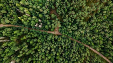 Flygfoto över skog