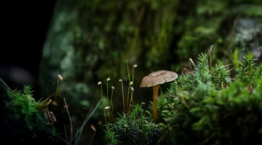 En svamp växer i mossan