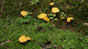 Kantareller i skog