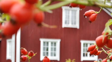 Röd villa med nyponbuske i förgrunden