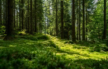 Beautiful green mossy forest in sweden
