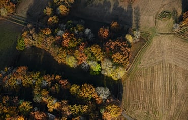 Skog och åker i grönt och orange från ovan