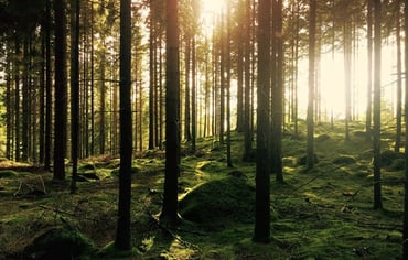 solen lyser in i en tät skog