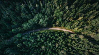 An aerial view of a forest